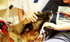 Un animale ci migliora la vita e la salute