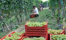 Giovani agricoltori, arriva il pacchetto di sostegno