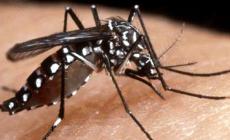 Dengue, 5 casi in due anni: tutte le raccomandazioni