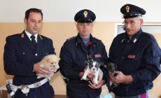 Udine: scoperti 49 cuccioli di cane in un'auto slovacca