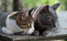 Alla scoperta del gattile comunale