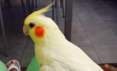 Chi ha visto la cocorita col ciuffo?