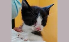 Gatti da adottare