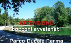  Bocconi avvelenati al Parco Ducale?