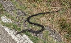 Runner vede una serpe, sbanda e un'auto la investe: &egrave; grave