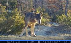 La guida recupera la fototrappola e... ecco gli animali 'in posa' all'Oasi dei Ghirardi- Video 