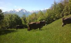 Soppresse le super mucche "naziste": troppo aggressive 