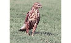Uccise la poiana per difendere la gallina: assolto