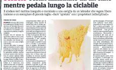 Cani pericolosi: oggi a Radio Parma se ne parla con il sindaco (morsicato) Cesari