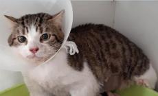 Gatto seviziato e buttato in un sacco per strada