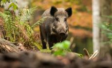 Bardi, dove sono finiti gli animali selvatici?