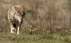 "Lupi, fenomeno da governare per tutelare animali e persone": istituzioni a confronto in Provincia