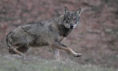 Lupi, cresce il timore: il sindaco di Varsi scrive al prefetto