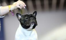 Sequestrato sito che vendeva cuccioli a vip e calciatori