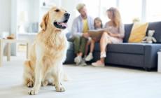 Non si affittano case a chi ha animali