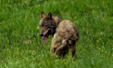 «La mia Daisy uccisa da un lupo»: segugio sbranato durante la caccia