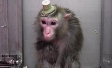 Ricerca su macachi, archiviata la denuncia per il presidente della  Lav