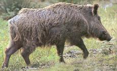 Un cinghiale in strada a Ponteghiara: ennesimo incidente