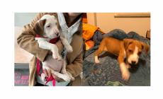 Il salvataggio di Cody e Nina, i due cuccioli abbandonati in strada e tra i rifiuti