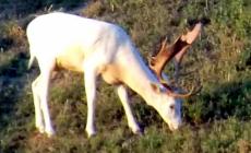 Ucciso il daino bianco: rabbia a Varano e Solignano