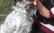 Cani in cerca di una casa - Foto 