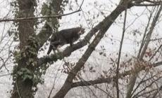 Il gatto Kuma su un albero troppo alto: complesse operazioni di salvataggio