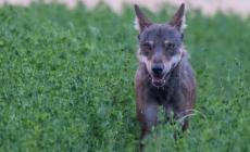 Bore, i lupi tornano a far paura: uccisi altri due cani da caccia