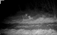 Cani peluche per allontanare i lupi: ecco i primi incontri ravvicinati
