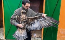 L'aquila reale impallinata trova rifugio in un pollaio