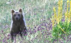 Un orso attacca e ferisce padre e figlio in Trentino