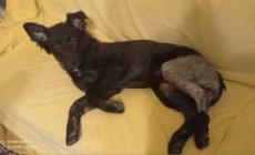 Salso, la gara di solidarietà ha funzionato: subito operata la cagnolina Chanel