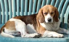 Diolo di Soragna, beagle ucciso dai lupi nel cortile di casa