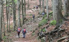 Appennino: Il Parco coordiner&agrave; un centro per gestire le foreste