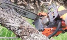 Riconoscere la legna dell'Appennino: nasce il marchio del legno Dop