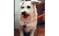 Appello per cagnetta data in adozione e persa a Parma