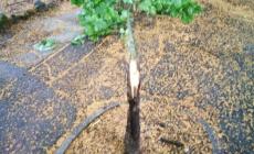 Alberi spezzati, aiuole bruciate: i nuovi vandali