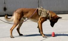 Il fiuto dei cani per scoprire il Parkinson: si cercano volontari per il progetto dell'Università
