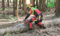 Colpito dall'albero che stava segando: grave un 78enne 
