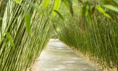Insegnare, vivere  e mangiare green: 5 incontri al Labirinto 
