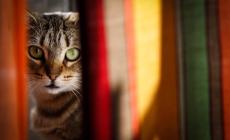 Gatto con raro virus morde padrona, il Ministero avvia un'indagine
