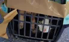 Una donna salva dei gatti sigillati in una gabbia buttata in un fosso