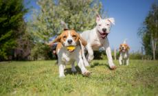 Un’area cani al parco “Donatori del sangue” di Basilicanova: affidati i lavori 