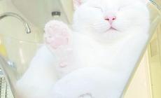Gatto: autonomo, tratta sempre il padrone alla pari