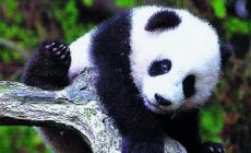 Il panda è triste: zoo cinese si trasforma in parco giochi