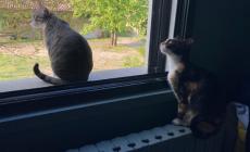 Topicida, cani e gatti morti a Langhirano e Lesignano