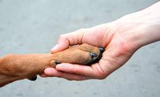 Sempre insieme, le ceneri del cane nella tomba del padrone