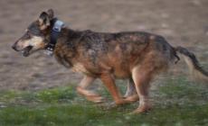 Curato e rimesso in libert&agrave; il lupo Connell