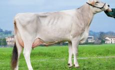 Il miglior toro è di Ponte Ghiara