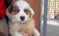 Cucciolina cieca 60 giorni taglia medio piccola 