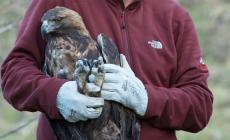L'aquila impallinata e poi rinata è morta tra i canaloni del Monte Cusna